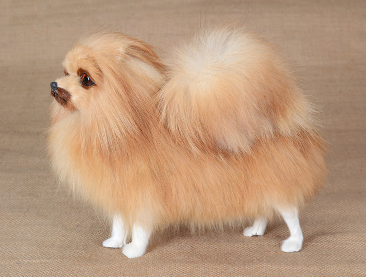 toy pomeranian dog