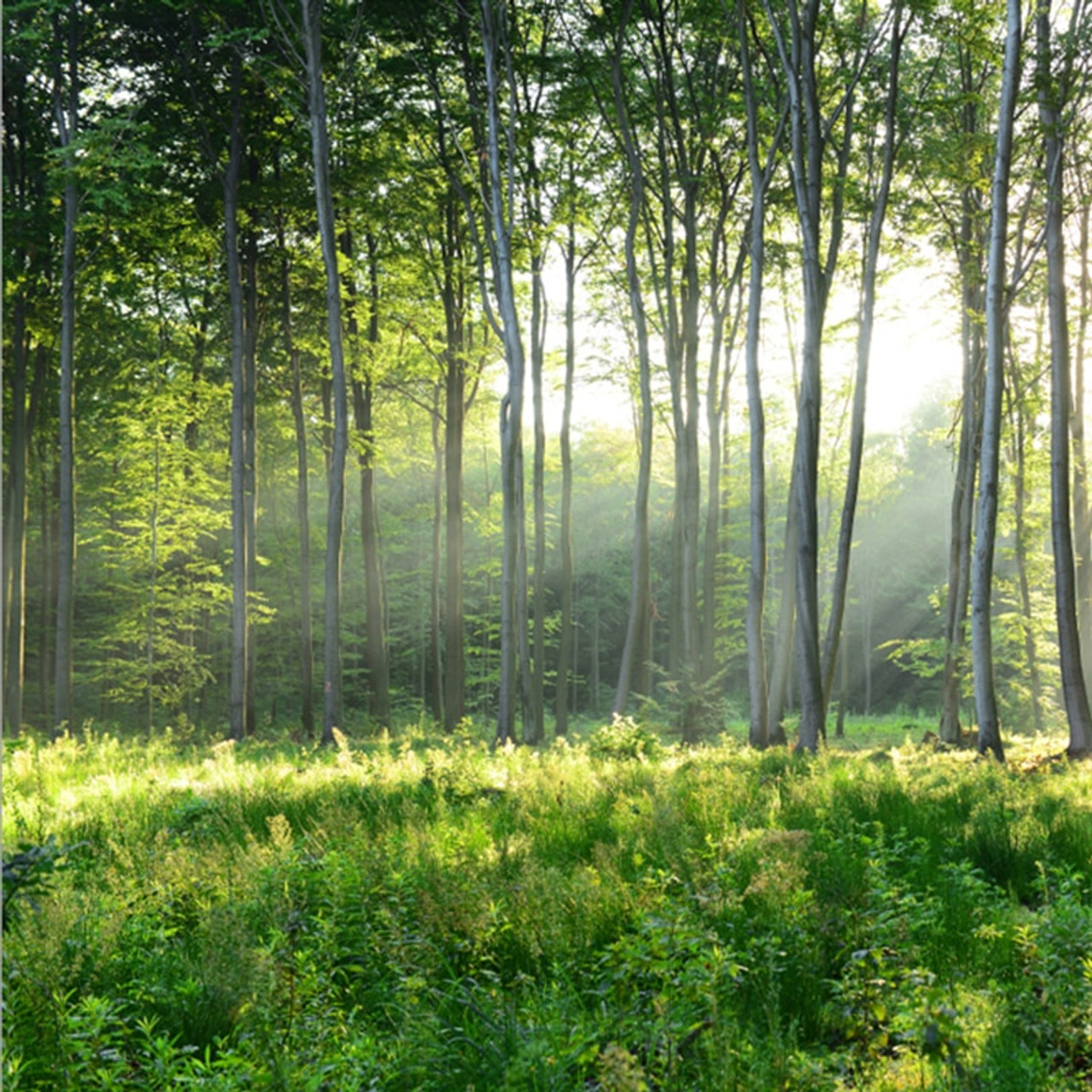 Custom Photo Wallpaper 3D Green Forest Nature Scenery ...