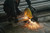 PFERD_66323074_1.jpg