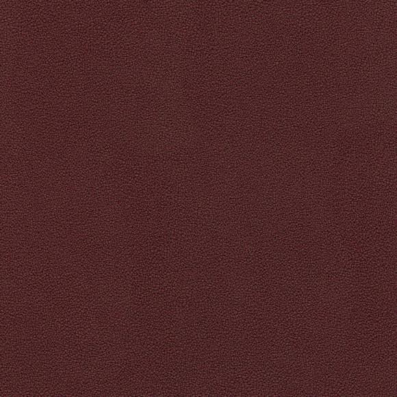 COASTLAND Elderberry