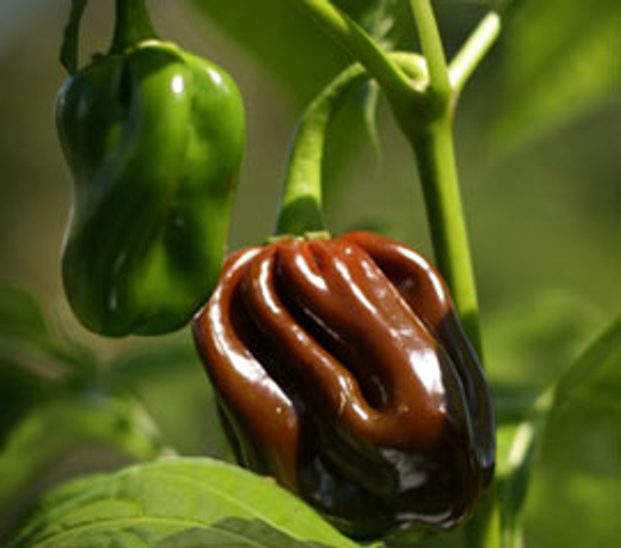 Habanero Chocolate peperzaden