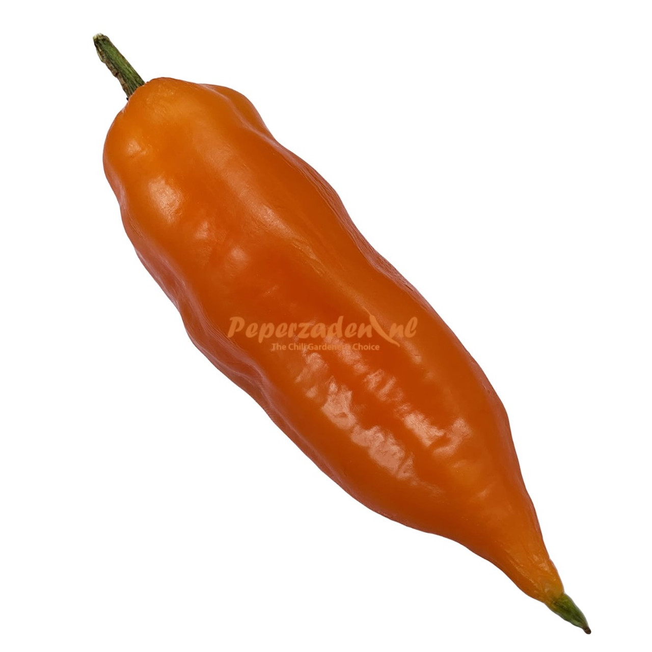 Aji Amarillo Chili Seeds aji-amarillo-chili-seeds