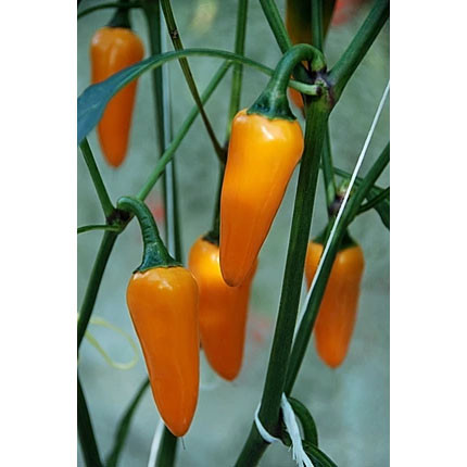 Jalapeno Orange F1 Tomatenzaden