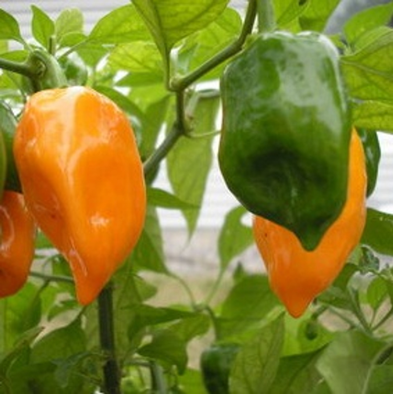Habanero Big Sun Tomatenzaden habanero-big-sun-tomatenzaden