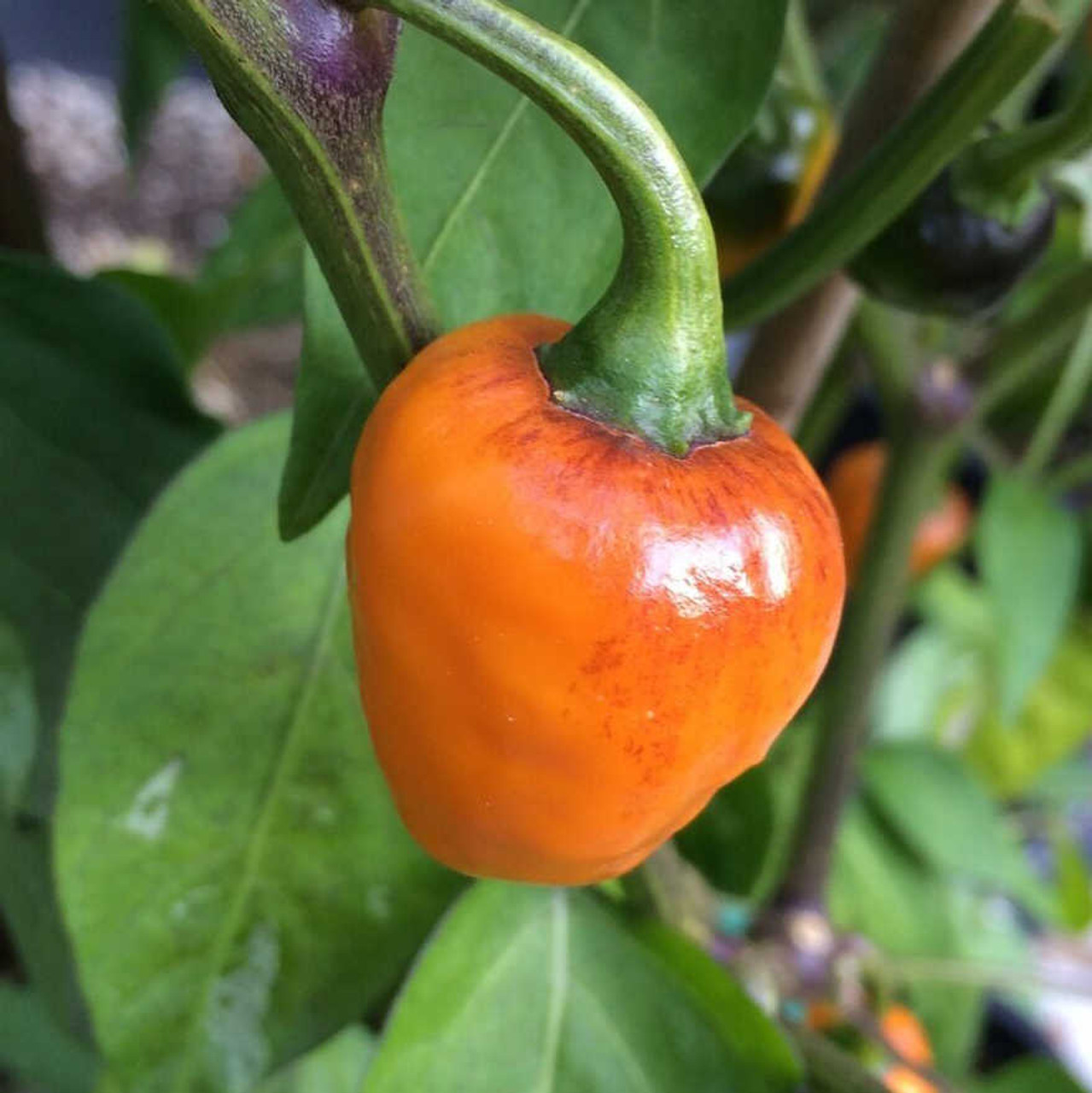 Golden Nugget chili seeds
