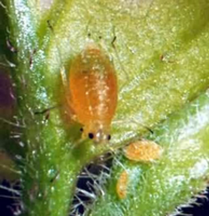 Chilipepers en bladluizen Chilipepers en bladluizen