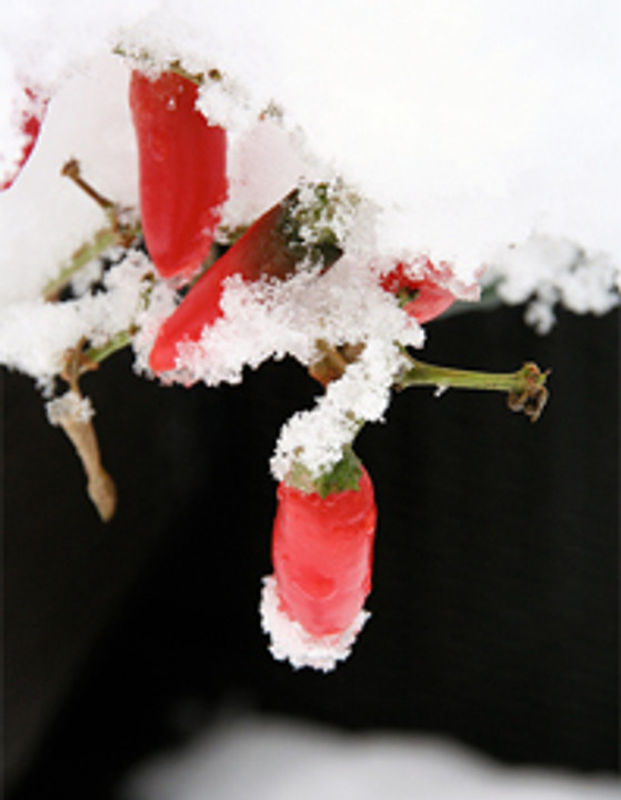 Overwinteren van chiliplanten Overwinteren van chiliplanten