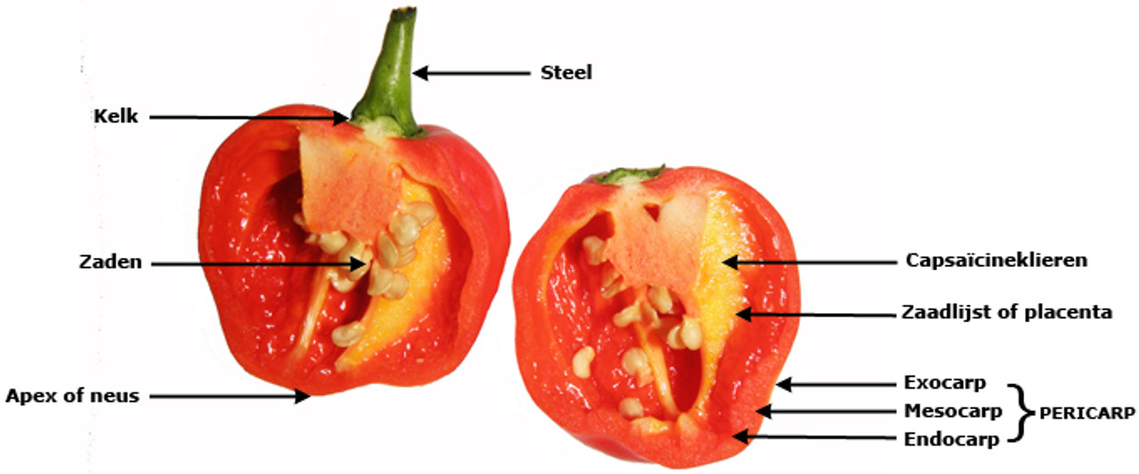 De anatomie van een chilipeper De anatomie van een chilipeper