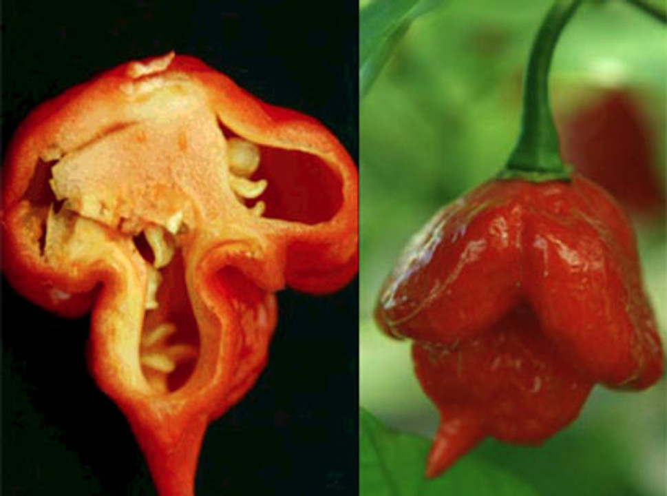 Nieuwe heetste peper: Trinidad Scorpion Butch Taylor Nieuwe heetste peper: Trinidad Scorpion Butch Taylor