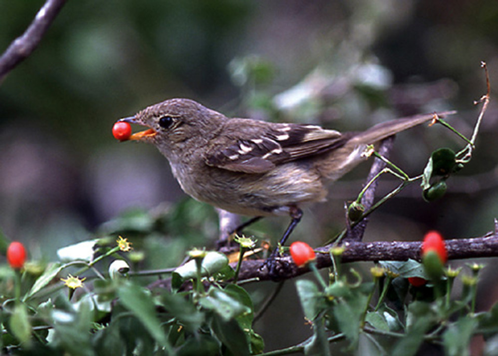 De samenwerking tussen chilipepers en vogels  De samenwerking tussen chilipepers en vogels