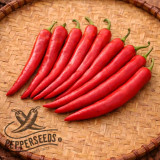 Hong Gochu Large chili seeds