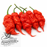 Tiberius Mauler Red chili seeds
