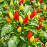 Little Elf chili seeds