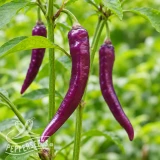 Cayenne Purple chili seeds