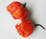 Trinidad Moruga Scorpion Red