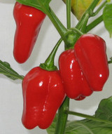 Numex Suave Red chili seeds