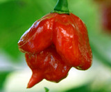 Trinidad Scorpion Butch Taylor Red