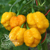 7 Pot Brain Strain Yellow