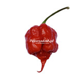 Carolina Reaper F1