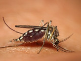 Chilipepers en Malaria