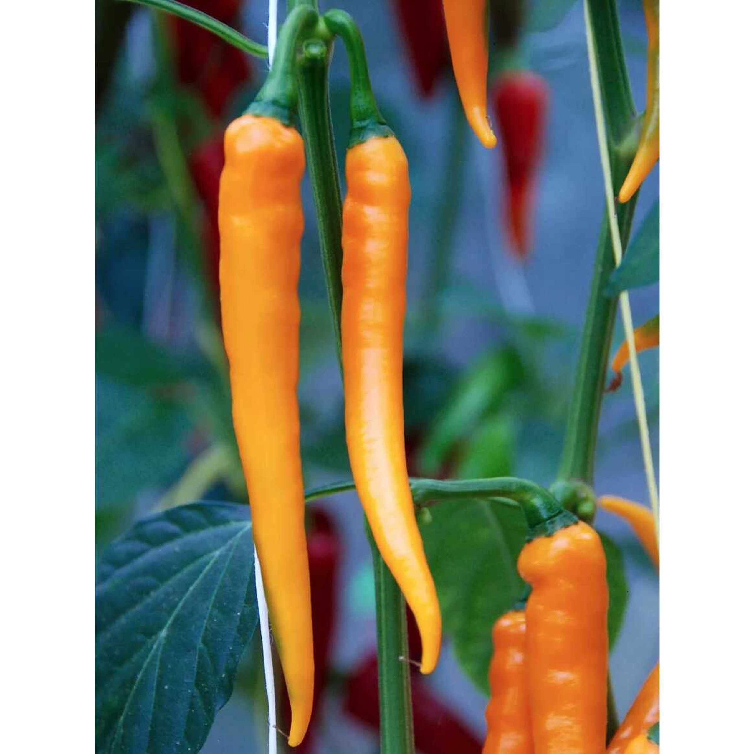 Cayenne Orange chili seeds