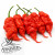 Tiberius Mauler Red chili seeds