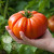 Brutus tomato seeds