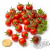 Mexico Midget tomato seeds