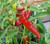 Jimmy Nardello pepper seeds Jimmy Nardello pepper seeds