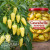 Cascabella chili seeds Cascabella chili seeds