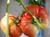 Brandywine Red tomato seeds Brandywine Red tomato seeds