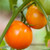 Valencia tomato seeds Valencia tomato seeds