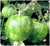 Geen Zebra tomato seeds Geen Zebra tomato seeds
