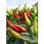 Santaka chili seeds Santaka chili seeds