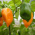 Habanero Big Sun chili seeds Habanero Big Sun chili seeds
