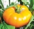 Brandywine Yellow tomato seeds