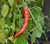 Cow Horn chili seeds Cow Horn chili seeds