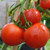 Ailsa Craig tomato seeds Ailsa Craig tomato seeds