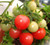 Gartenperle tomato seeds Gartenperle tomato seeds