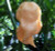 Jay's Ghost Scorpion Peach Jay's Ghost Scorpion Peach