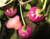 Cheiro Roxa chili seeds Cheiro Roxa chili seeds