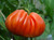 Liguria tomato seeds Liguria tomato seeds
