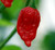Dorset Naga chili seeds