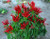 Rooster Spur chili seeds