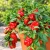 Paprikazaden Redskin F1 Patio Red Skin Paprikazaden Redskin F1 Patio Red Skin