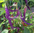 Buena Mulata chili seeds Buena Mulata chili seeds