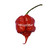 Carolina Super Reaper chili seeds Carolina Super Reaper chili seeds