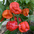 Scotch Bonnet Red MOA chili seeds Scotch Bonnet Red MOA chili seeds