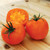 Amish Gold tomatenzaden Amish Gold tomatenzaden