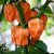 Habanero Pink F1 peperzaden